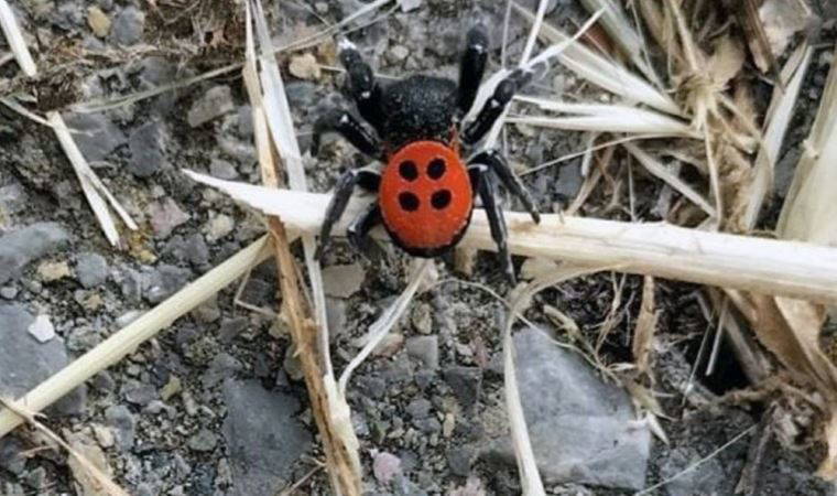 Muğla’da zehirli Uğur Böceği paniği