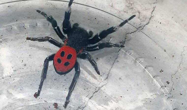 Muğla’nın ardından: Zehirli uğur böceği örümceği bir ilde daha görüldü