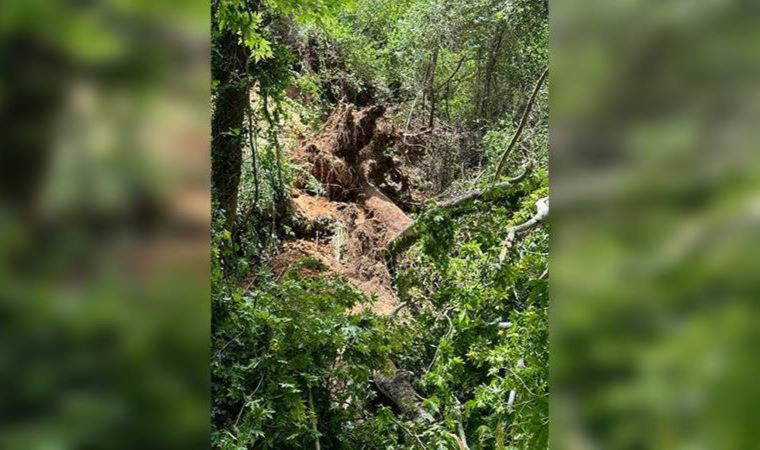 Muğla'da turistlerin üzerine ağaç devrildi: 1 Rus vatandaşı yaşamını yitirdi