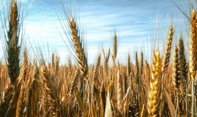 İktidarın açıkladığı buğday ve arpa alım fiyatları maliyetlerin altında: Çiftçiyi tarlaya küstürecekler