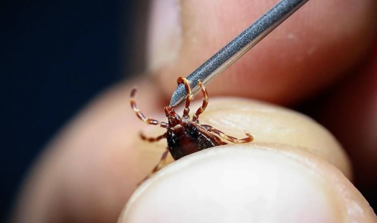 Bu adamı ısıran keneler ölüyor: Peki, neden?