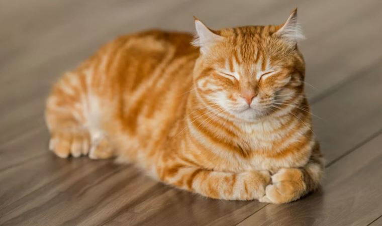 Kediler artık aşı ile kısırlaştırılabilirler