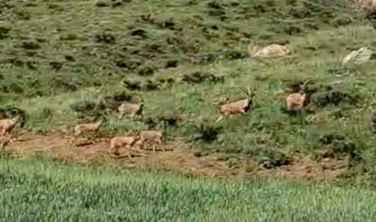 Hakkari'de, dağ keçileri sürü halinde görüntülendi