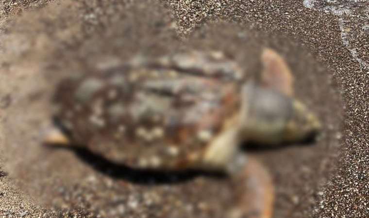 Hız teknesinin çarptığı caretta caretta öldü