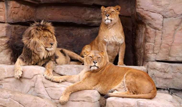 Paris'te hayvanların serbest bırakıldığı iddiası