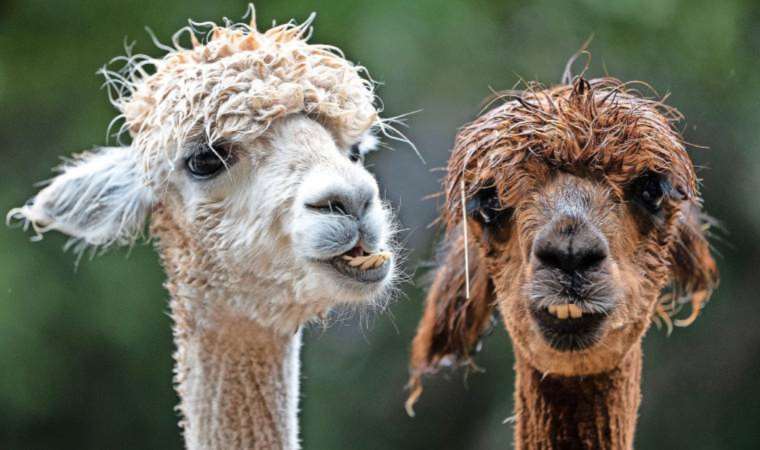 Alpakalar uysal ve şirin