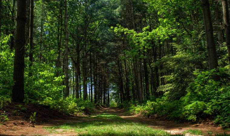 Valilik duyurdu: Bir ilde daha ormanlara girişler yasaklandı