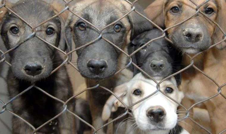 Elazığ barınak davasında yargılanan tüm sanıklar için beraat kararı verildi: ‘Hukuk katliamı’