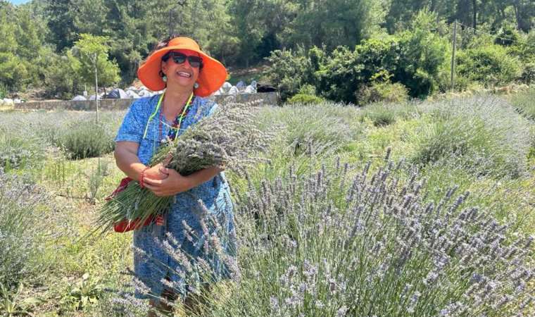 Bodrum’da lavanta hasadı başladı