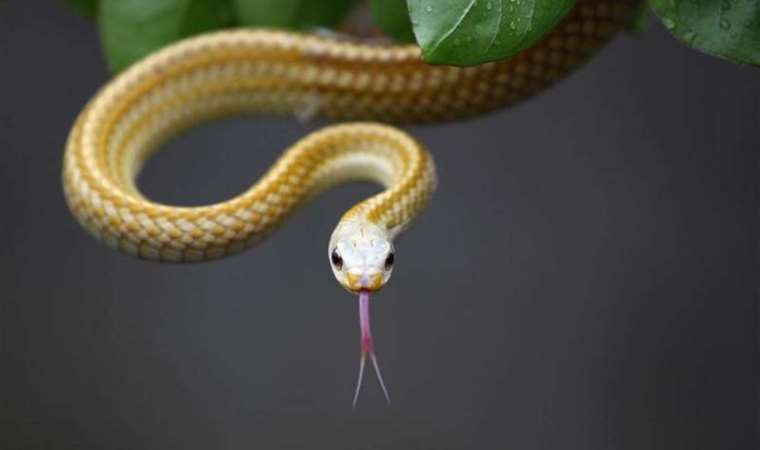 Sütyenine 5 yılan gizleyen kadın, gümrükte yakalandı