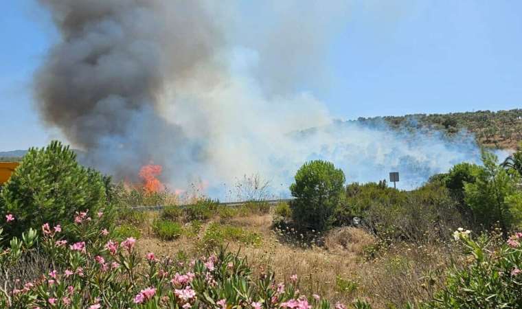 Milas'ta makilik alanda yangın... Alevler ormana ulaştı!