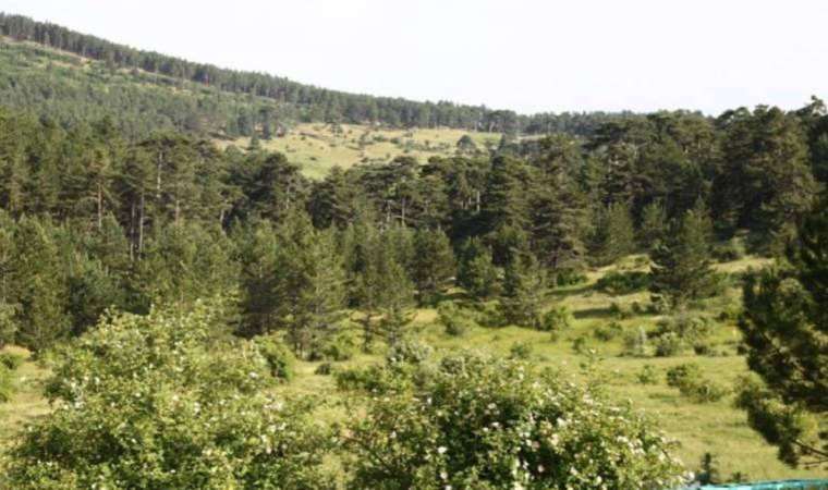 Yangınların ardından Eskişehir'de ormanlara girişler yasaklandı