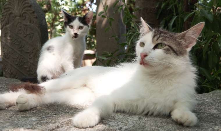 İstanbul'da dehşet