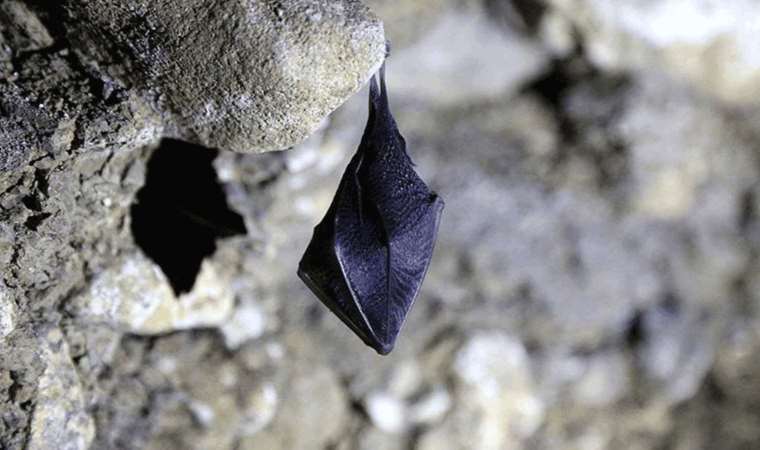 İstanbul’da evlere giren yarasalar paniğe neden oldu