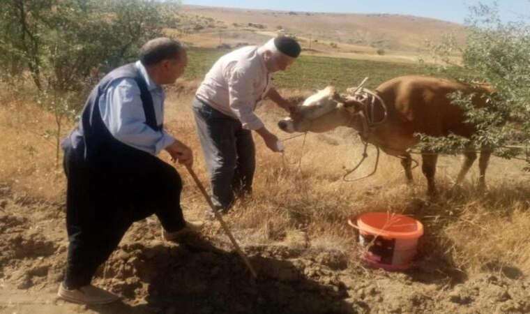 Kurban Bayramı'nda kaçan inek 22 gün sonra yakalandı