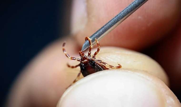 Kene ısırmalarında erken müdahale virüsün vücuda girmesini engelliyor