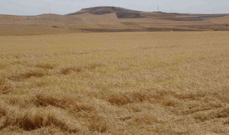 Uzmanı uyardı: Güneydoğu Anadolu Bölgesi’nde kene ve akrep vakalarında artış