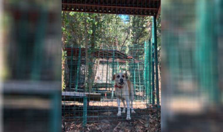 Milyonlarca lira heba oluyor