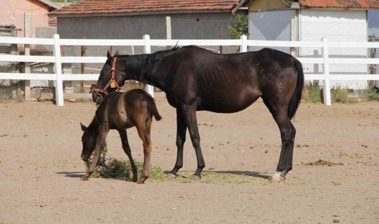 Eskişehir'de onlarca milyonluk yatırım göz göre göre çürüyor!