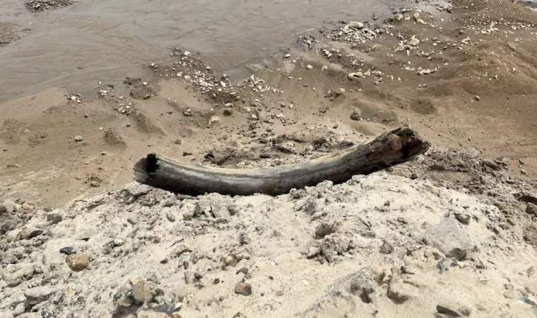 Taşocağında 400 bin yıllık mamut dişi keşfedildi