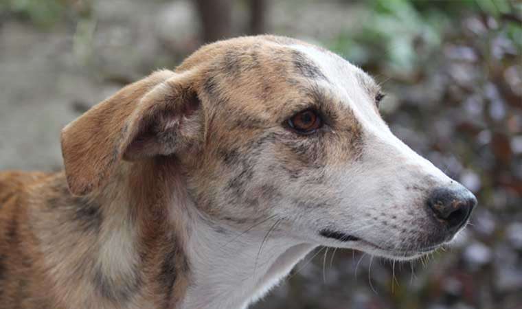 Boğaziçi'nde köpekler 'şimdilik' yerinde kalıyor