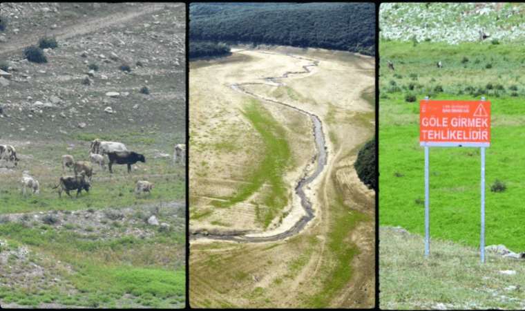 İstanbul'un barajları alarm veriyor! Kurudu; otlarla kaplanıp, yeşile büründü