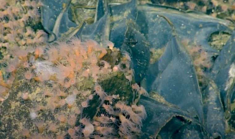 Aktif sualtı volkanında mantı şeklinde 1 milyon yumurta var