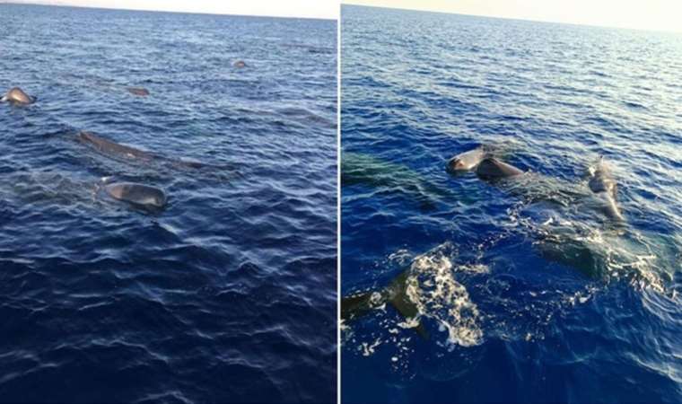 Türkiye’de kaşalot balinaları görüntülendi