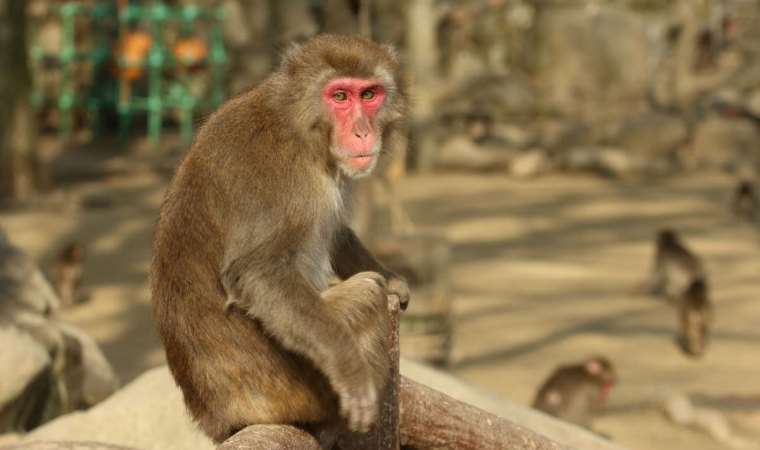 Erkek makak maymunlarının çoğunun biseksüel olduğu keşfedildi