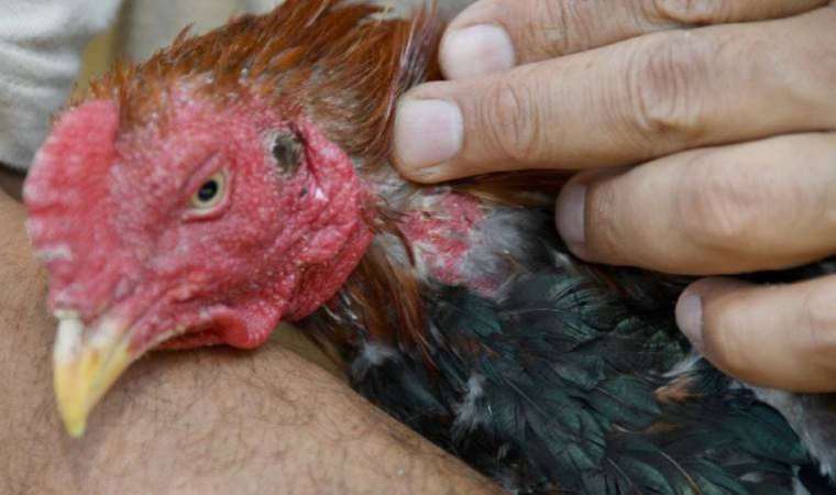 Niğde'de 'horoz dövüşü' operasyonu: 71 gözaltı