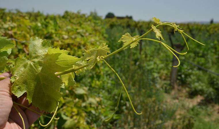 Manisa'da üzüm bağlarını "mildiyö" sardı