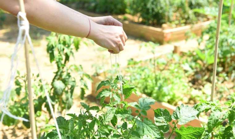 Kadıköy bostanlarında hasat zamanı!