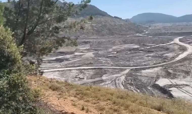 Binlerce ağacı yok ettiler!