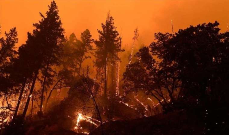 Wildfires destroy 82M hectares of forest worldwide in decade
