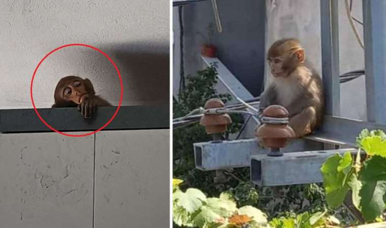 Bursa'da evlere giren maymun yakalandı, 10 yaşındaki Sümeyye ağladı: 'Şakir'i neden götürdüler ki? Ben onu çok sevdim'