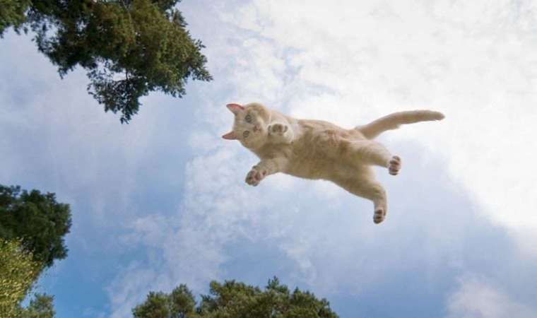 Kediler neden dört ayak üzerine düşer? Fizik açıklıyor