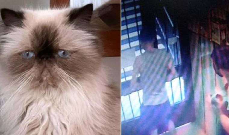 Şişli'de bir garip hırsızlık: İki bilgisayar bir kedi çaldılar
