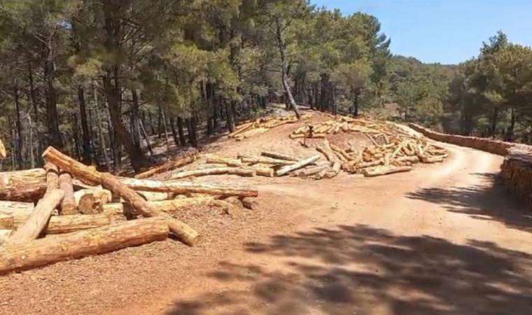 Türkiye Akbelen'i konuşurken... Kaz Dağları 'yangınla mücadele' adı altında katlediliyor