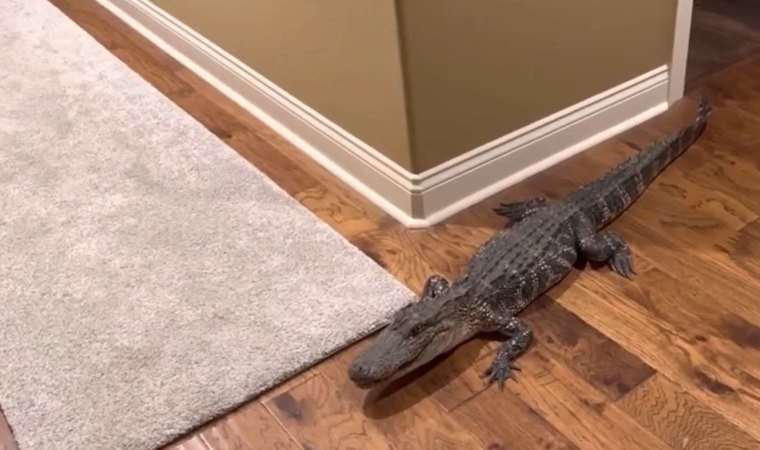 ABD’de eve 1.5 metrelik timsah girdi