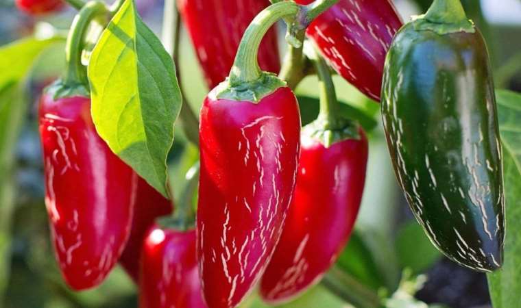 Meksika'daki kuraklık, kırmızı jalapeno kıtlığına yol açtı