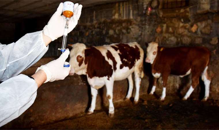 Kütahya'da şap alarmı... Hayvan pazarları tedbir amaçlı kapatıldı!