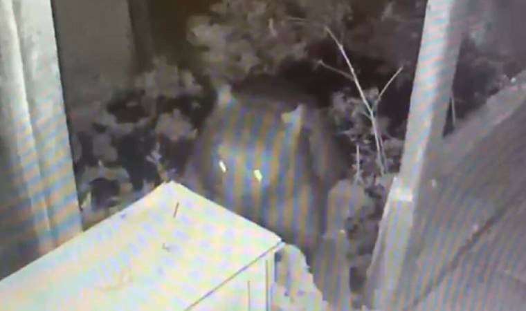 Artvin'de balkon kapısını kırarak eve giren ayı, dolaptaki reçelleri yedi