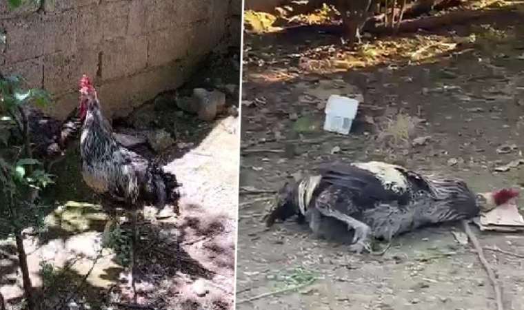 Hesapsız öten horozun nefesi tükendi, baygınlık geçirdi