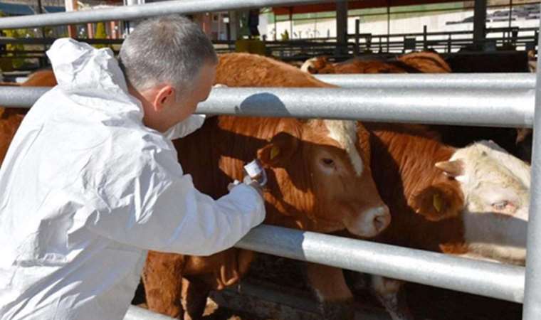 Kahramanmaraş'ta şap karantinası başlatıldı