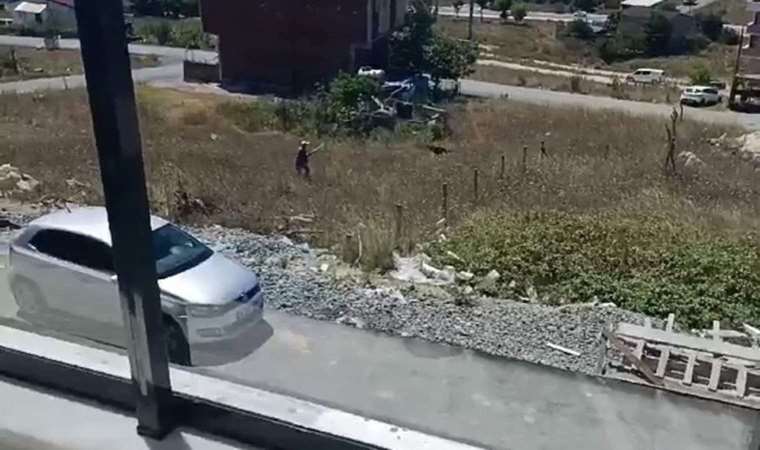 Sokak ortasında dehşet anları: 80 yaşındaki adam av tüfeğiyle köpeklere ateş açtı!