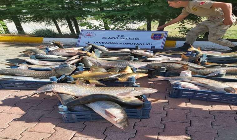Elazığ’da ilk 6 ayda 10 ton kaçak balık ele geçirildi