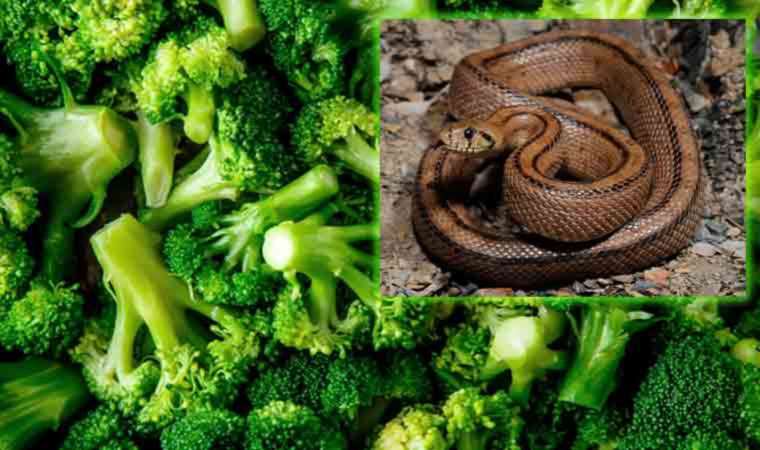 Marketten aldığı sebze poşetinin içinden yılan çıktı