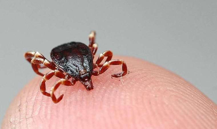 Uzmanlardan 'Kene vakaları artışa geçti' uyarısı
