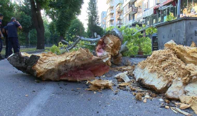 Bursa'da 200 yıllık çınar ağacı caddenin ortasına devrildi