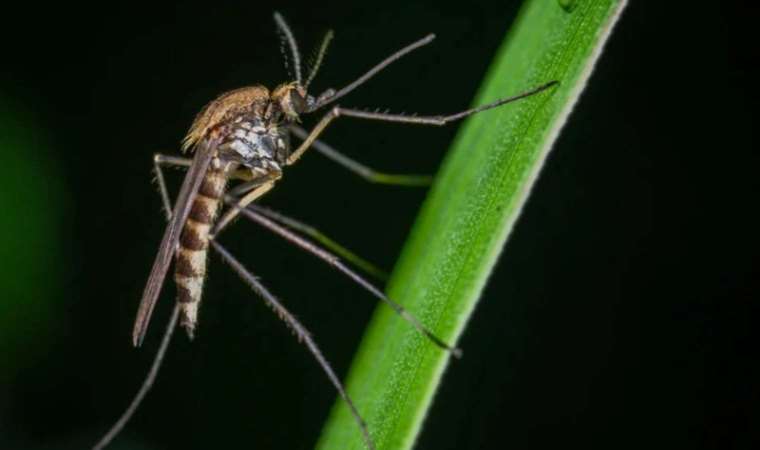 'İstilacı sivrisinekler' için uzmanından kritik uyarı